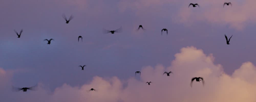 Flocking Crows - Pack 3