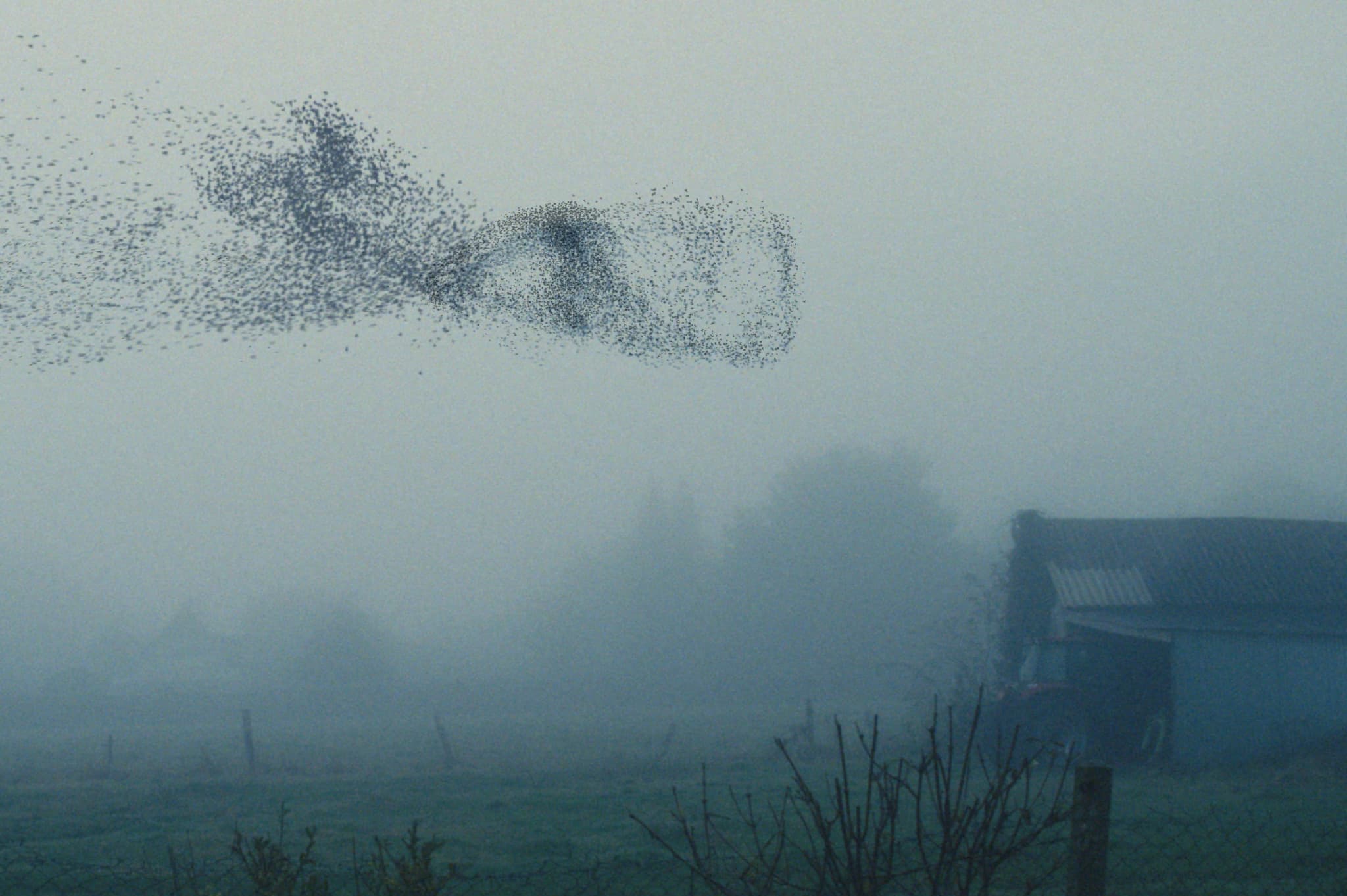 Quality Free Birds Stock Footage for motion graphics