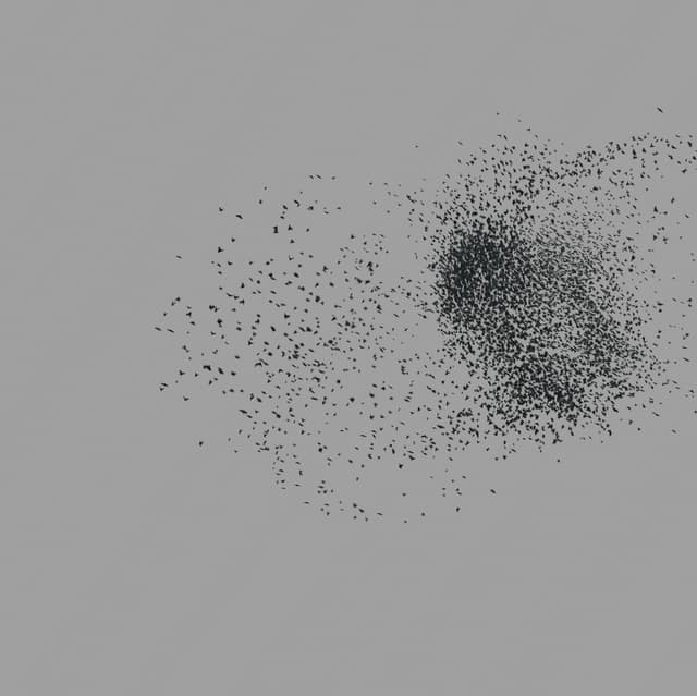 Birds Murmuration - Large Flock - Front - 002