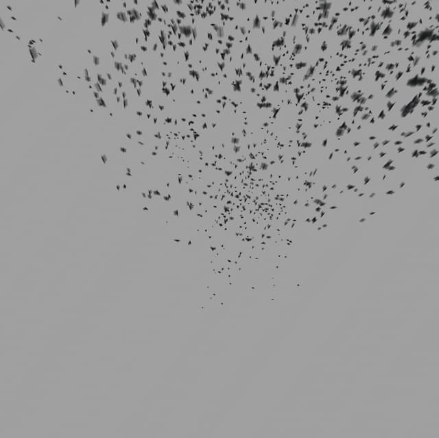 Birds Murmuration - Large Flock - Front - 005
