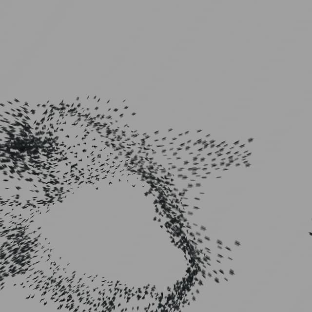 Birds Murmuration - Large Flock - LowAngle - 001