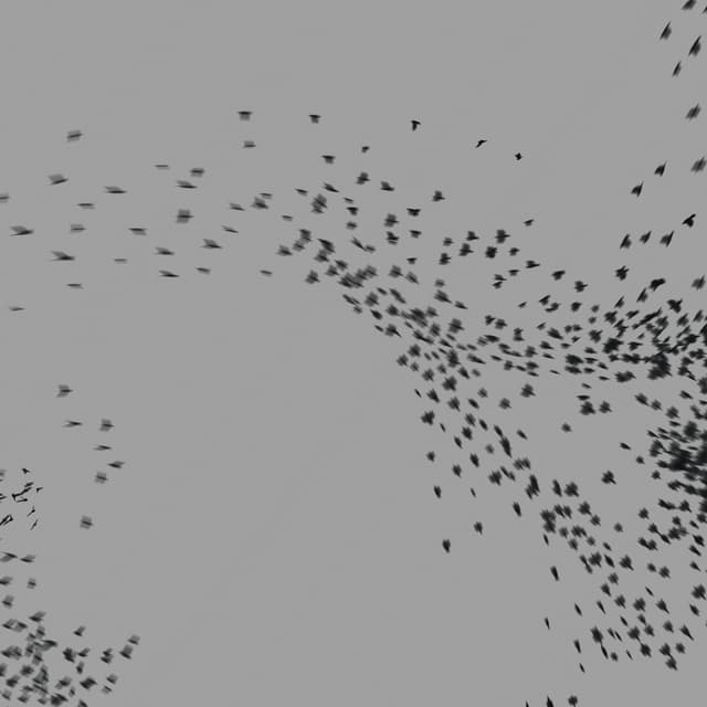 Birds Murmuration - Large Flock - LowAngle - 002