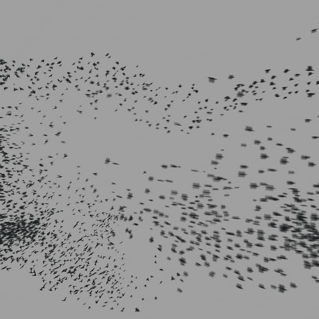 Birds Murmuration - Large Flock - LowAngle - 003