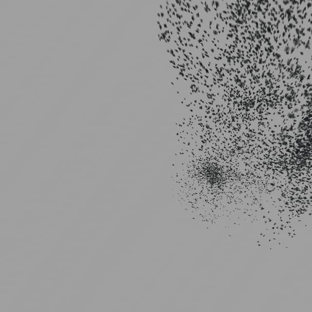 Birds Murmuration - Medium Flock - Front - 005