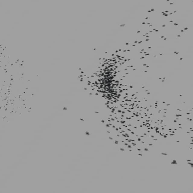 Birds Murmuration - Medium Flock - LowAngle - 002