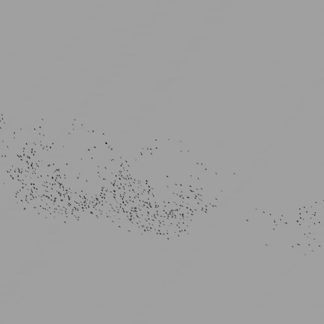 Birds Murmuration - Small Flock - Horizon - 002