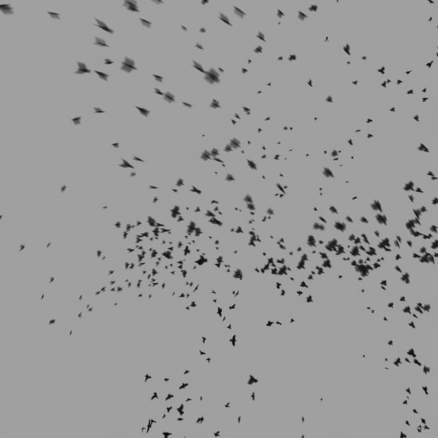 Birds Murmuration - Small Flock - LowAngle - 001