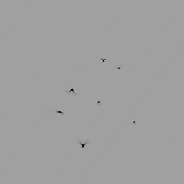 Crows Flock - Static - Away - 001