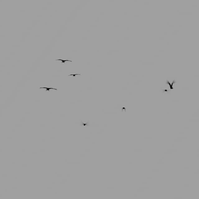 Crows Flock - Static - Away - 002
