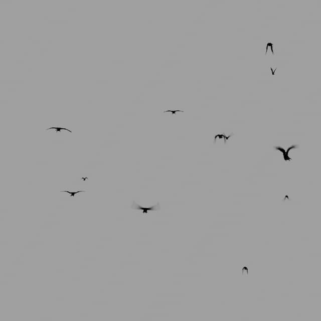 Crows Flock - Static - Away - 003