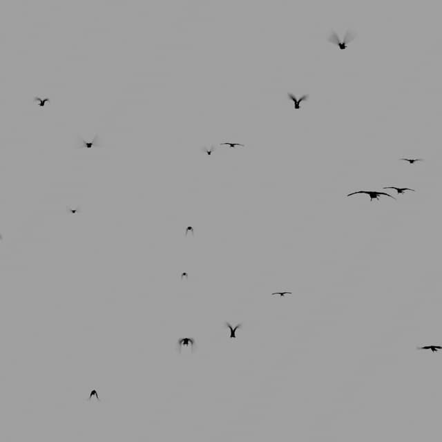 Crows Flock - Static - Away - 004