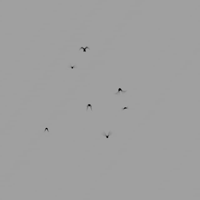Crows Flock - Static - Toward - 001