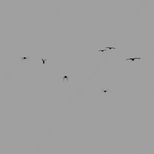 Crows Flock - Static - Toward - 002