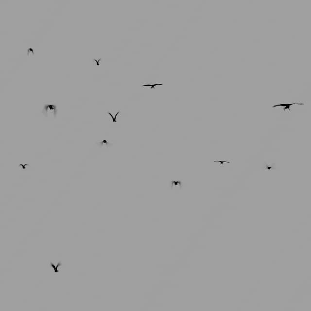 Crows Flock - Static - Toward - 003