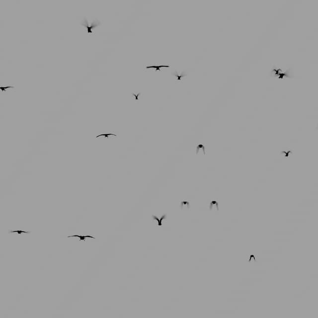 Crows Flock - Static - Toward - 004