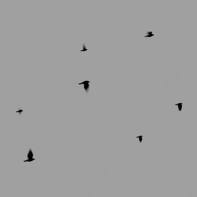 Crows Flock - Static - Horizon - 001