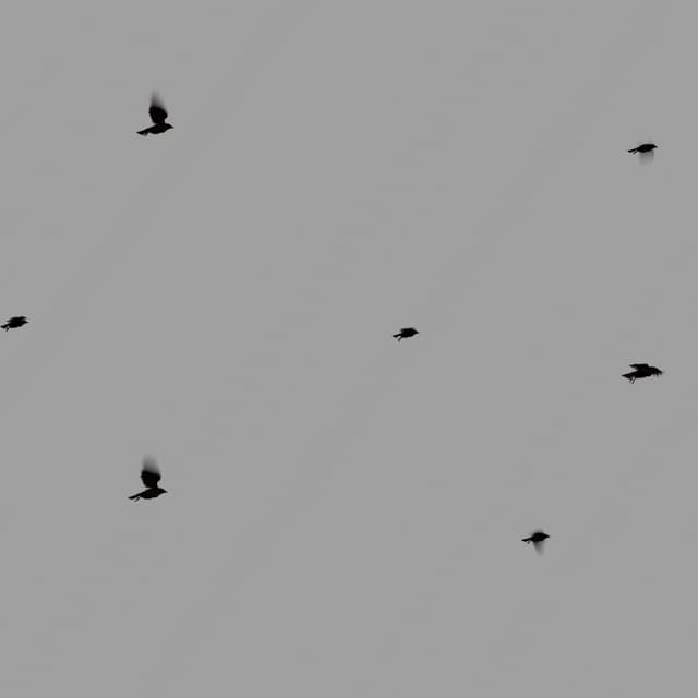 Crows Flock - Static - Horizon - 002