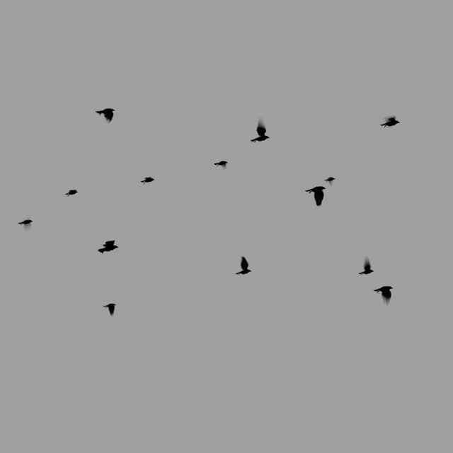 Crows Flock - Static - Horizon - 003