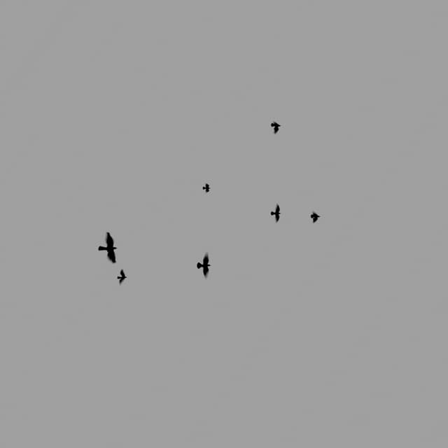 Crows Flock - Static - Low-Angle - 001