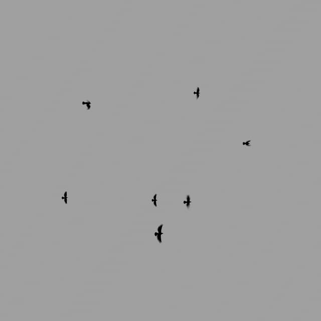 Crows Flock - Static - Low-Angle - 002