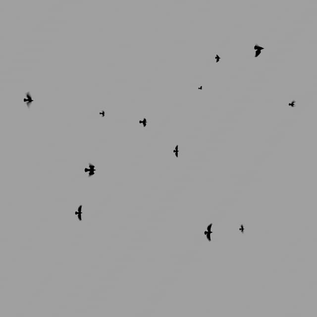 Crows Flock - Static - Low-Angle - 003