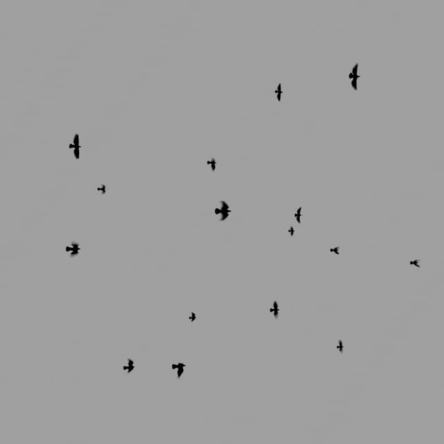 Crows Flock - Static - Low-Angle - 004