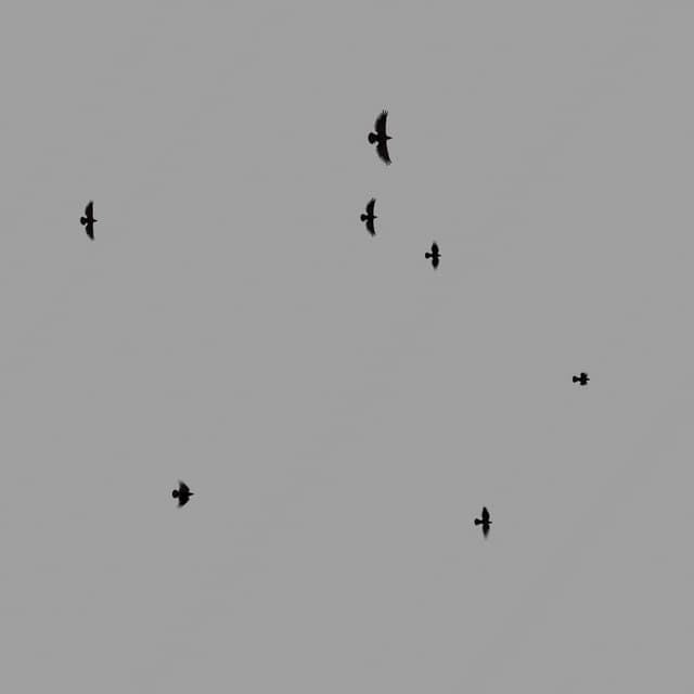 Crows Flock - Static - Overhead - 002