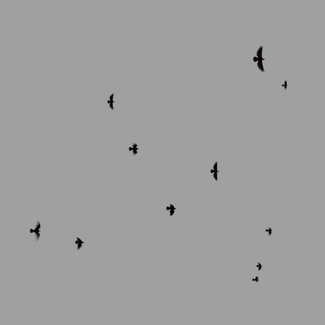 Crows Flock - Static - Overhead - 003