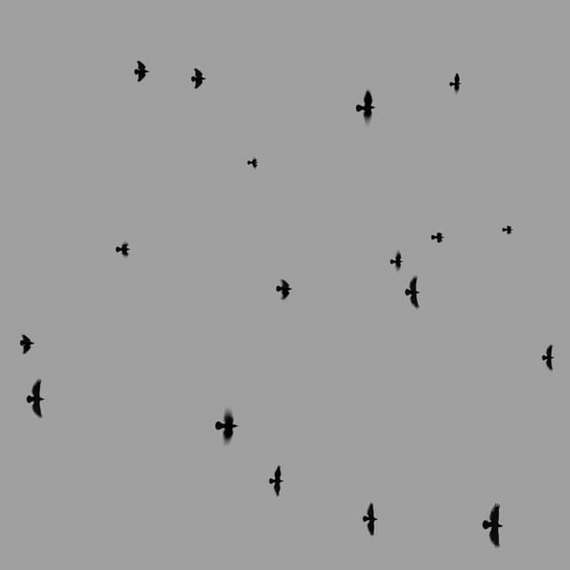 Crows Flock - Static - Overhead - 004