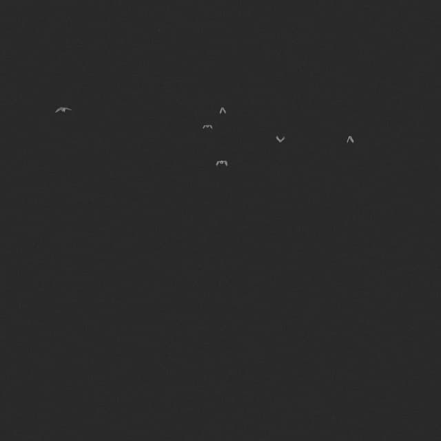 Doves Flock - Away - Low Angle - 001