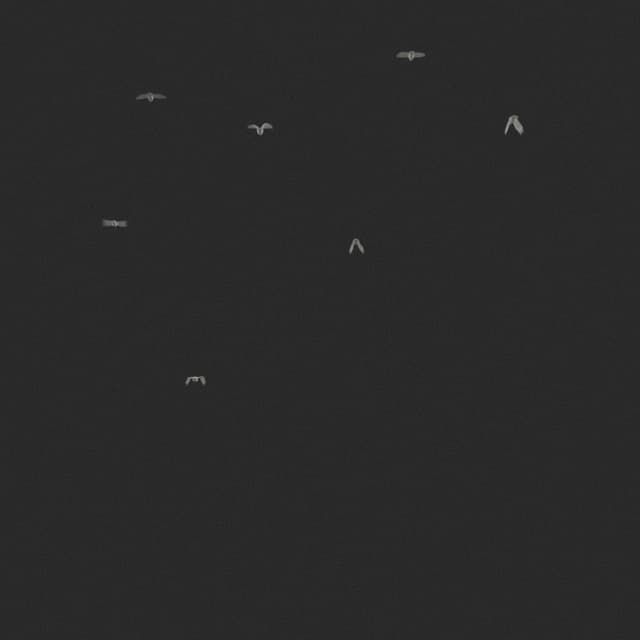 Doves Flock - Away - Low Angle - 002