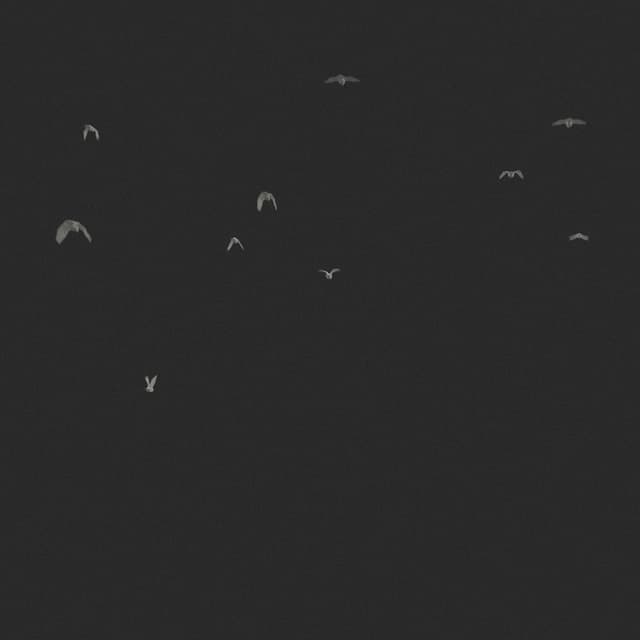 Doves Flock - Away - Low Angle - 003