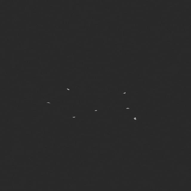 Doves Flock - Circling - High-Angle - 001