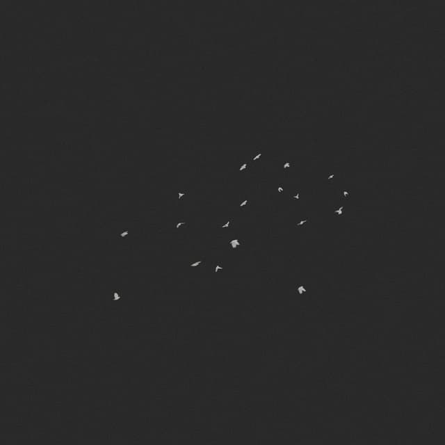 Doves Flock - Circling - High-Angle - 002