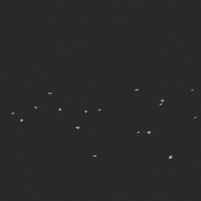 Doves Flock - Circling - High-Angle - 003