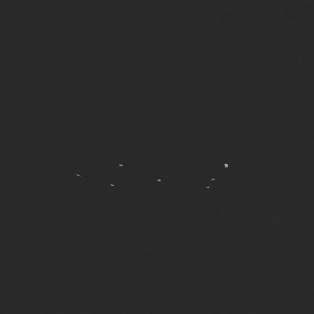 Doves Flock - Circling - Horizon - 001