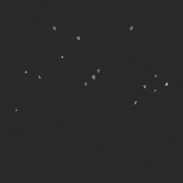 Doves Flock - Circling - Horizon - 003