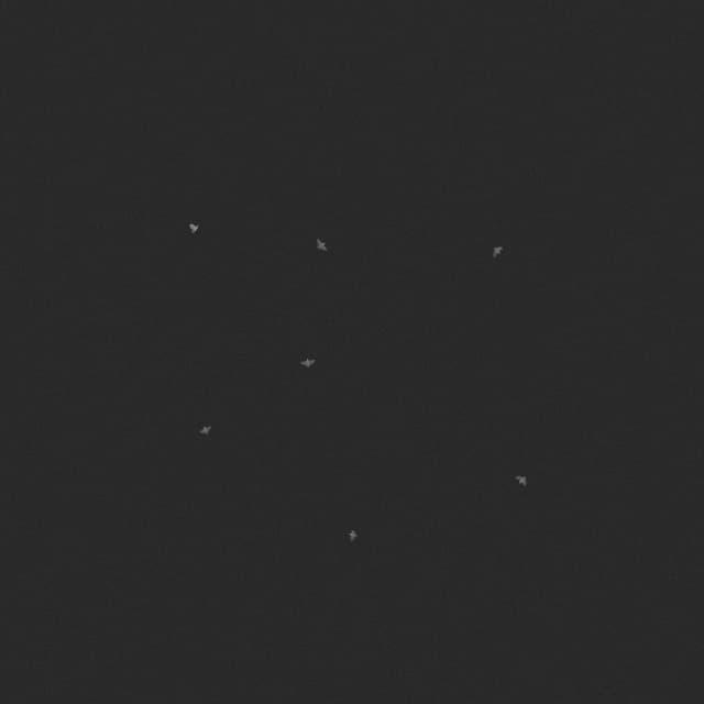 Doves Flock - Circling - Low Angle - 001