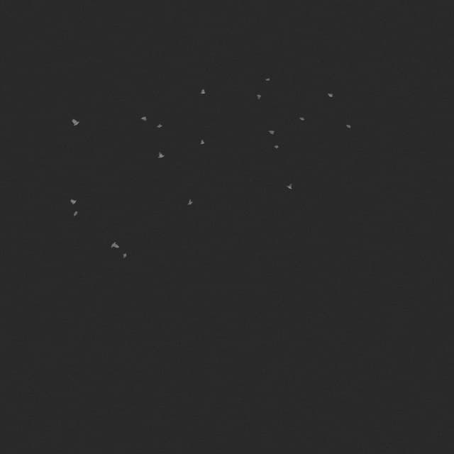 Doves Flock - Circling - Low Angle - 002