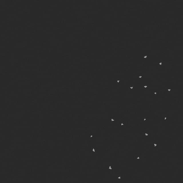 Doves Flock - Circling - Overhead - 002