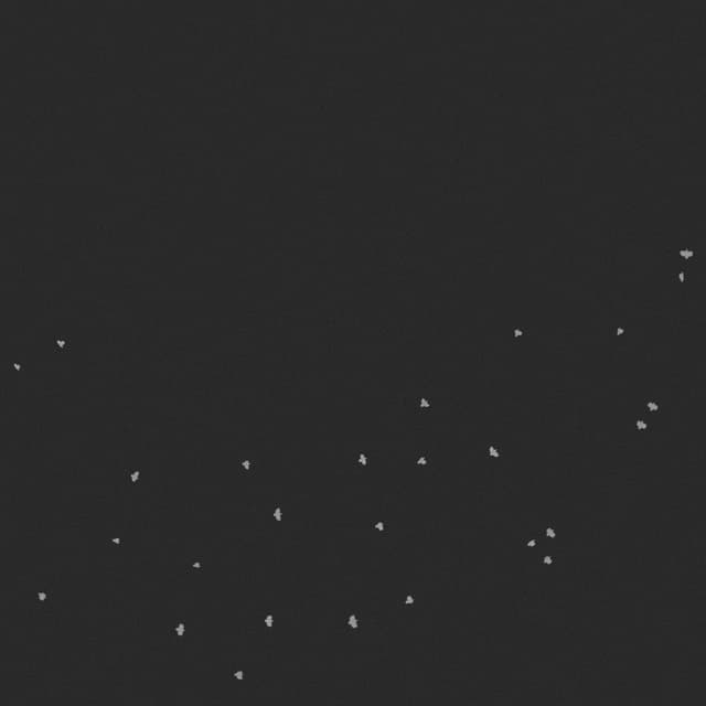 Doves Flock - Circling - Overhead - 003