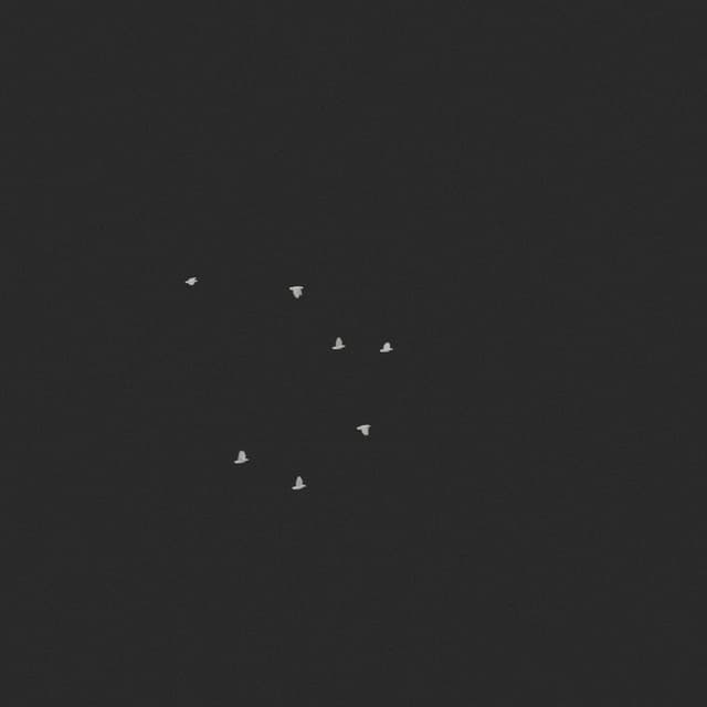 Doves Flock - High Angle - 001