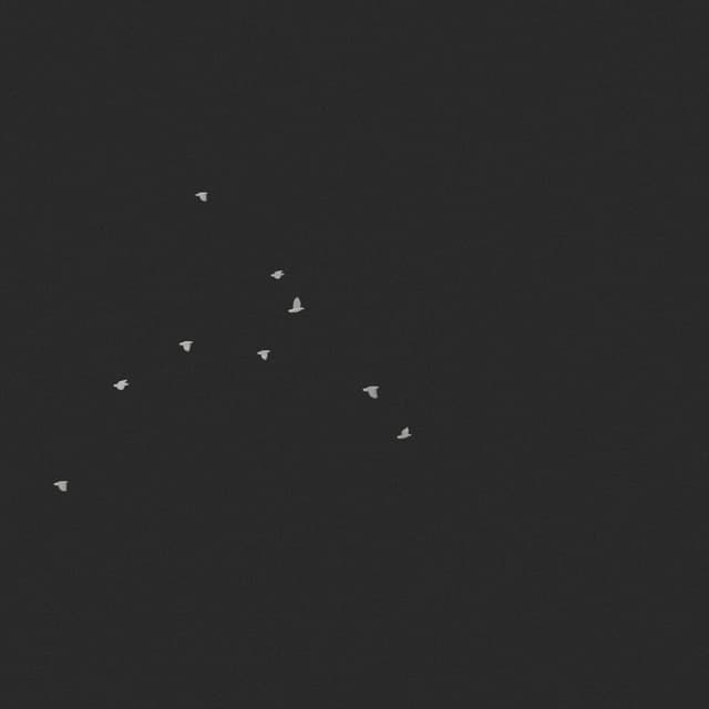 Doves Flock - High Angle - 002