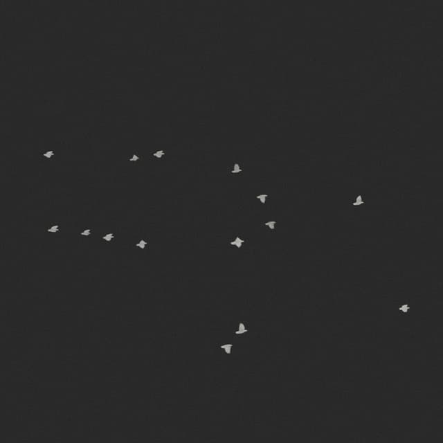 Doves Flock - High Angle - 003