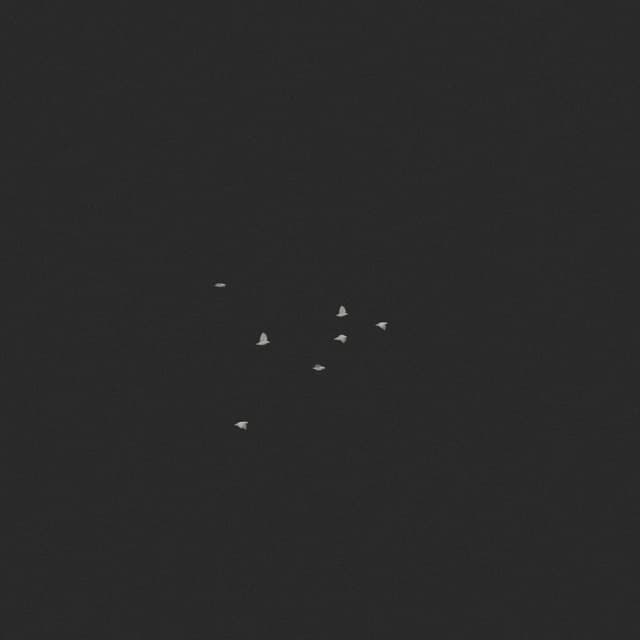 Doves Flock - Horizon - 001