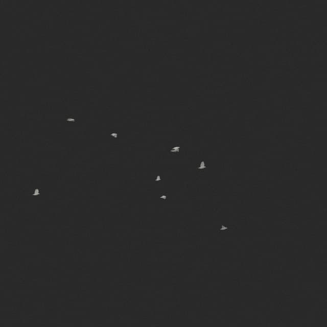 Doves Flock - Horizon - 002