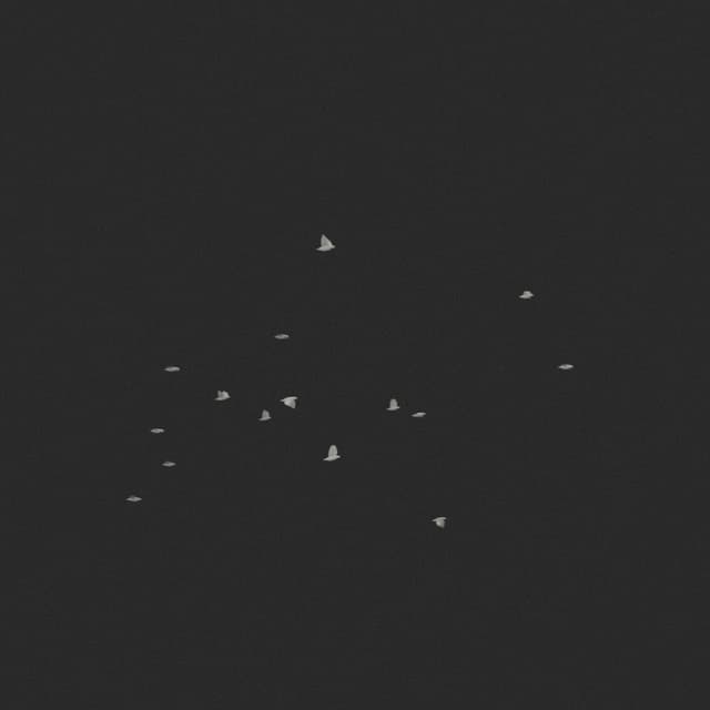 Doves Flock - Horizon - 003