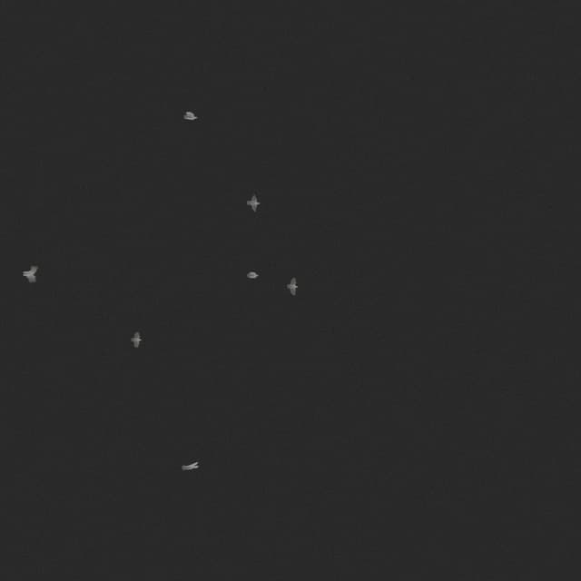 Doves Flock - Low Angle - 001