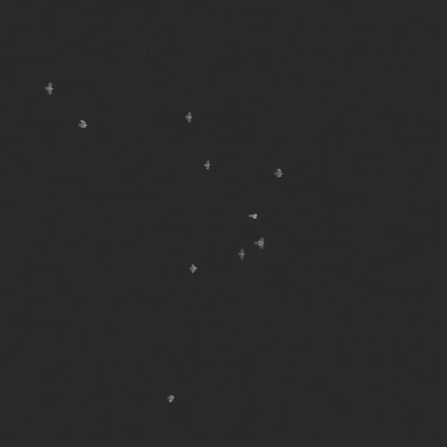 Doves Flock - Low Angle - 002