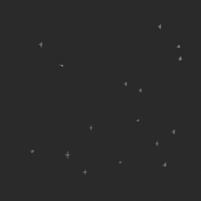 Doves Flock - Low Angle - 003